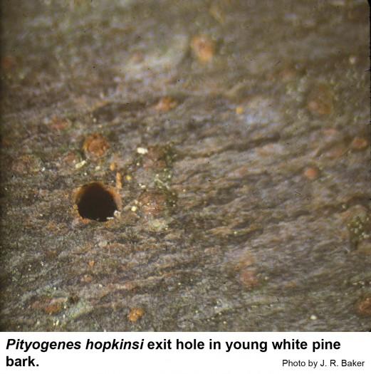 Exit holes of Pityogenes hopkinsi are round and clear of sap.