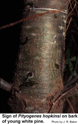 Recently infested white pines exude sap where these beetles bore