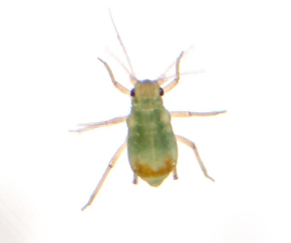 Photo of an aphid.