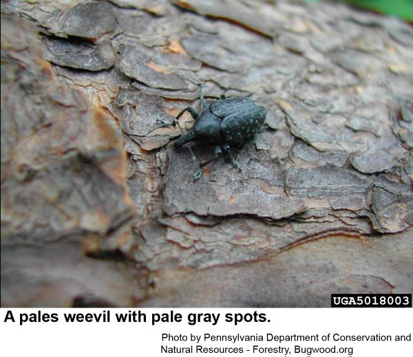 A pales weevil with pale gray spots