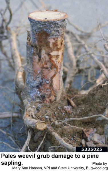 Pales weevil grub damage to a pine sapling