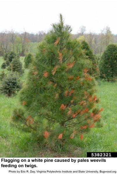Flagging on a white pine