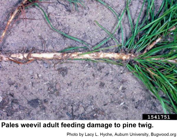 Pales weevil adult feeding damage to pine twig