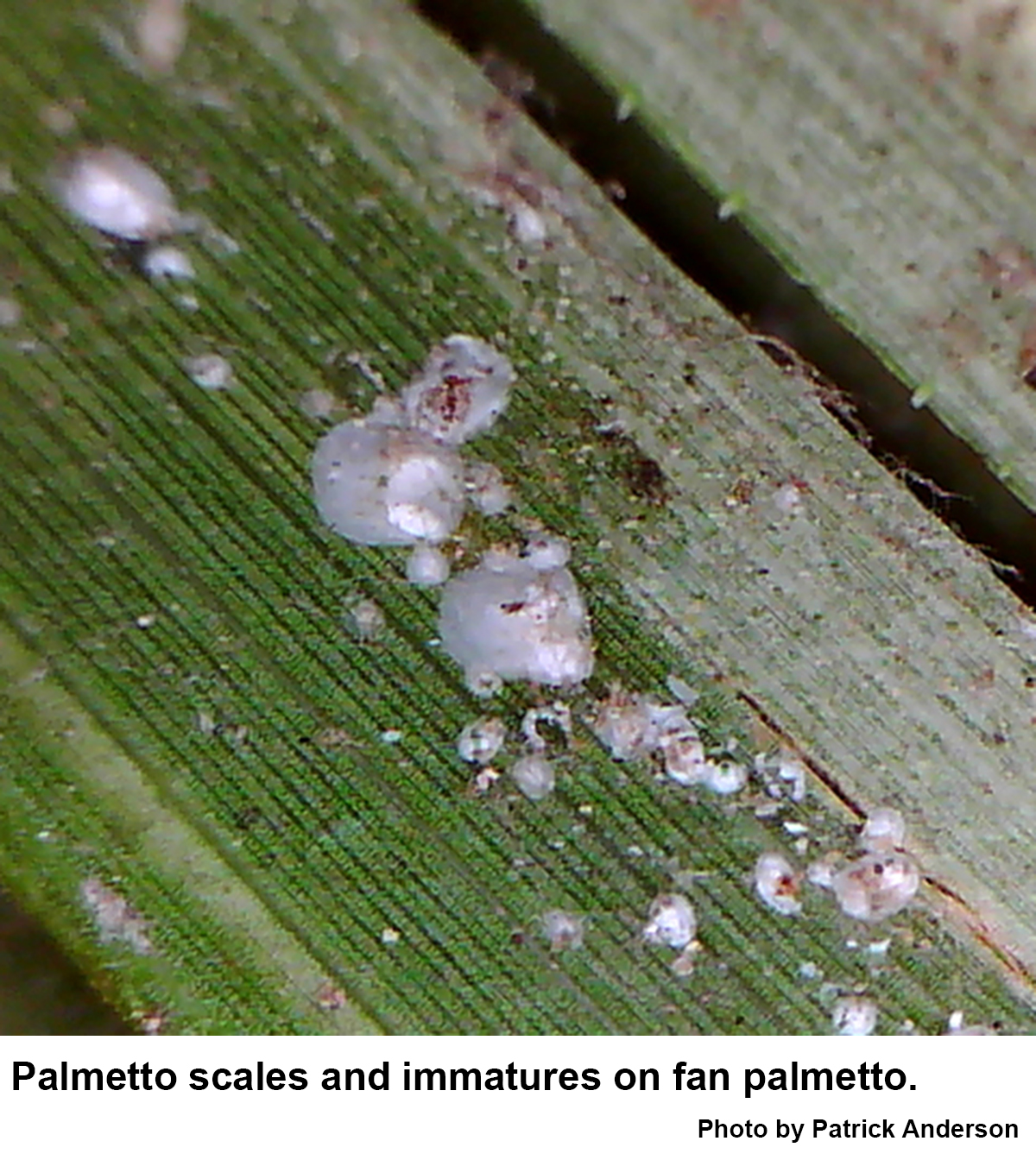 Palmetto scale insects infest most ornamental palms.