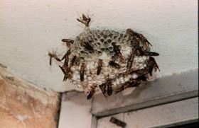 Paper Wasp nest and wasps