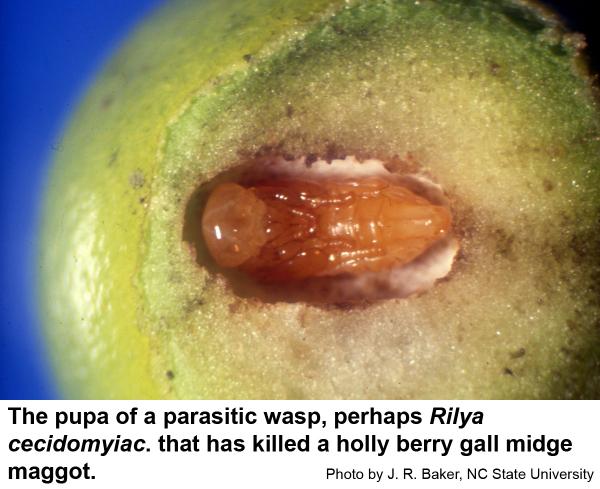 Wasp parasites of holly berry gall midge maggots pupate