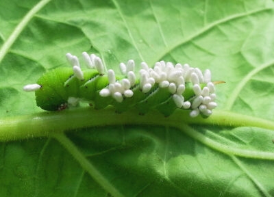 hornworm insect parasitized by a wasp and located on top of a leaf