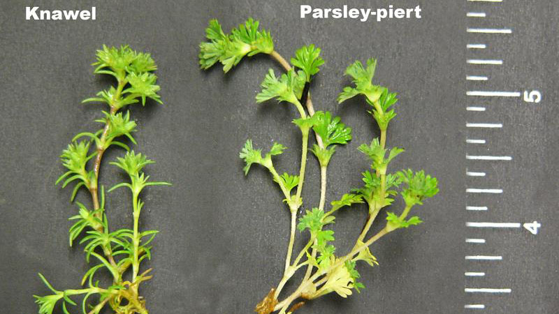 Parsley-piert growth habit.