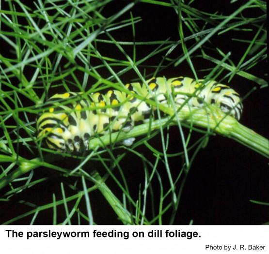 Parsleyworms also feed on dill and fennel.