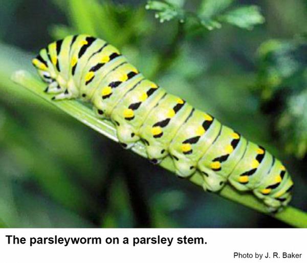 The parsleyworm is a common pest of parsley.