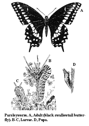 Parsleyworm. A. Adult (black swallowtail butterfly). B, C. Larva