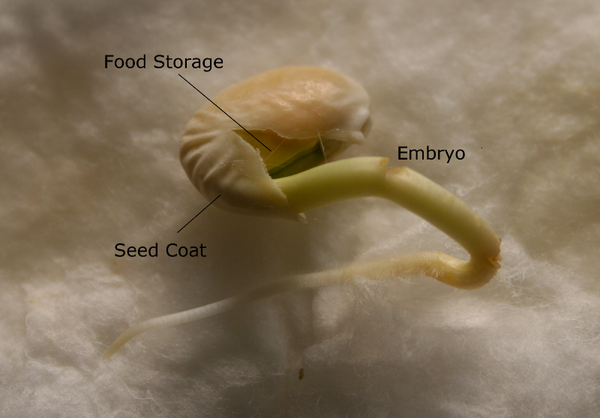 parts of a seed