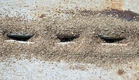 Figure 14. Pavement ant nests.