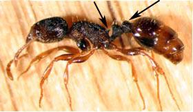 Figure 13. Pavement ant.