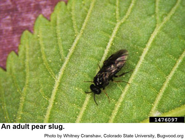Pear slug sawflies closely resemble those of Caliroa nyssae.