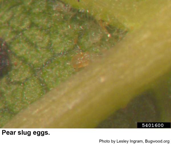 pear slug eggs