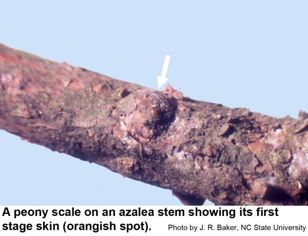 A peony scale on an azalea stem showing its first stage skin (orangish spot).