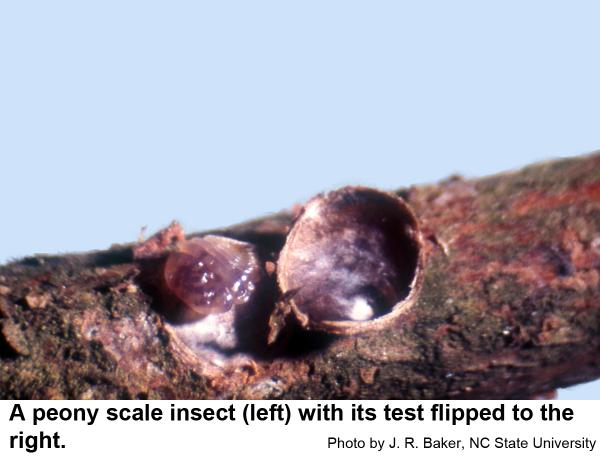 A peony scale insect (left) with its test flipped to the right.