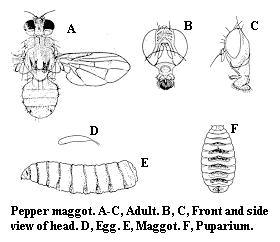 Pepper maggot. A-C. Adult. D. Egg. E. Maggot. F. Puparium.