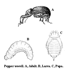Pepper weevil. A. Adult. B. Larva. C. Pupa.