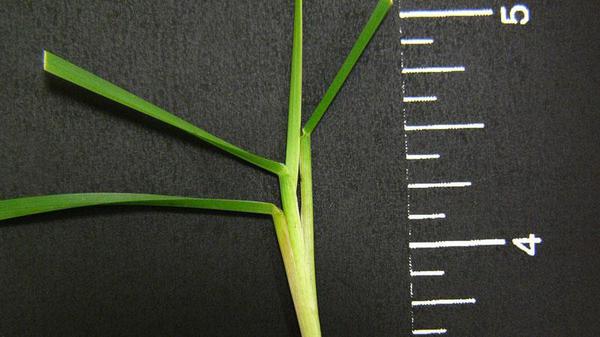 Thumbnail image for Perennial Ryegrass