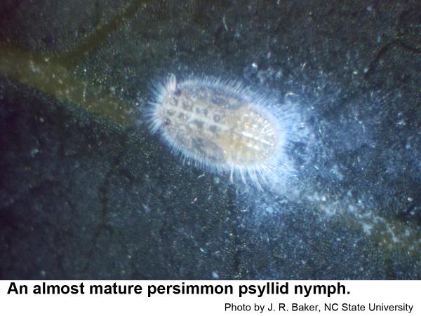 Mature persimmon psyllid nymph