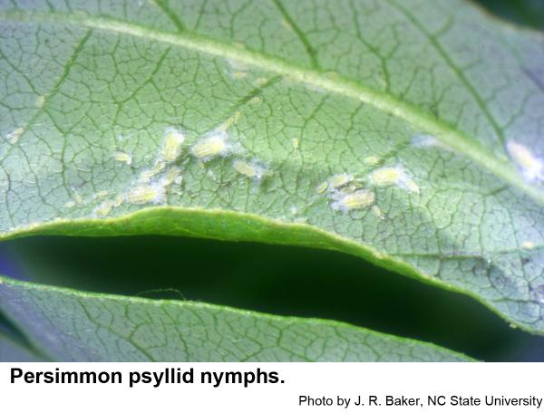 Persimmon psyllid nymphs