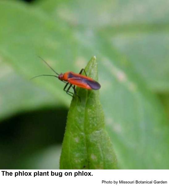 Photo of phlox plant bug