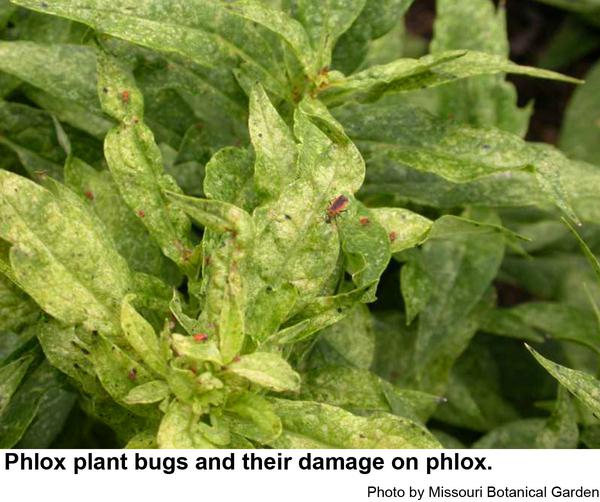 Photo of phlox plant bug damage to foliage