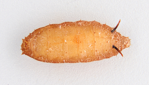 Tan, oval, pupa of a phorid fly showing respiratory horns