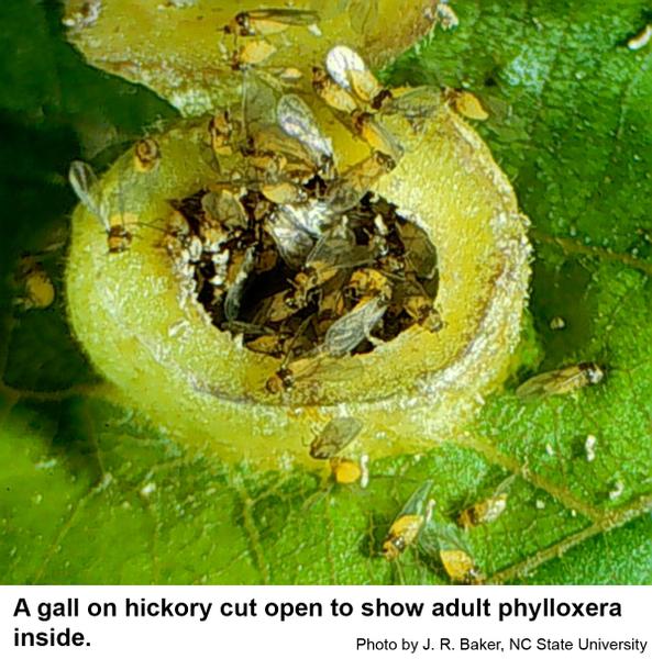 Phylloxera reproduce inside their galls until each gall is packe