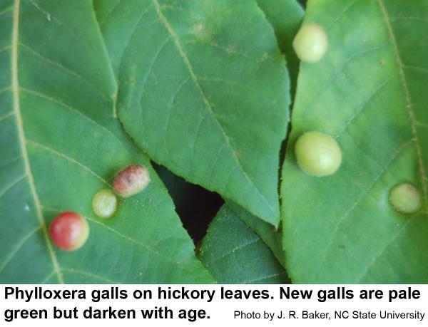 Phylloxera galls on hickory