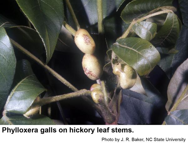 Leaf stem galls
