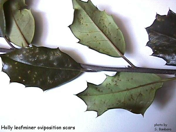 Figure 2. Holly damage by leafminer flies.