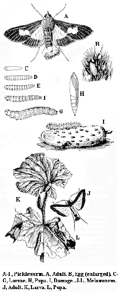 Pickleworm. A. Adult. B. Egg (enlarged). C-G. Larvae. H. Pupa. M