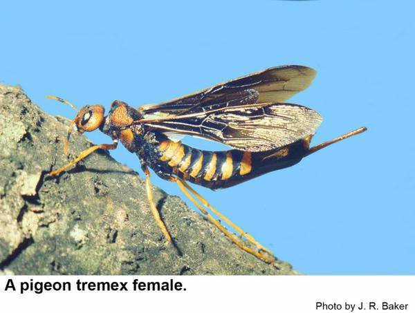 The pigeon tremex is a slender wasp with a short horn above the 