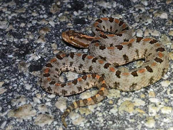 Gray snake with rough scales, alternating dark brown and orange spots, and long, dark-brown spots on the top and sides of the head.