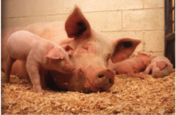 Photograph of a mother pig and piglets representing use of distiller's grain for livestock feed.