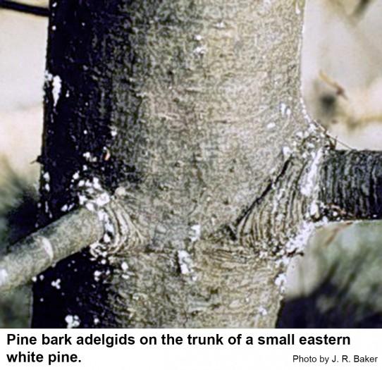 Pine bark adelgids secrete a fluffy, white material. 