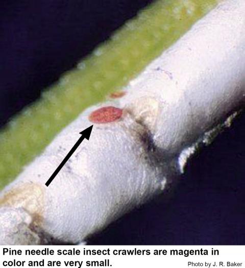 Pine needle scale insect crawlers are magenta in color and are very small