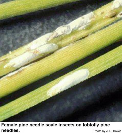 Thumbnail image for Pine Needle Scale