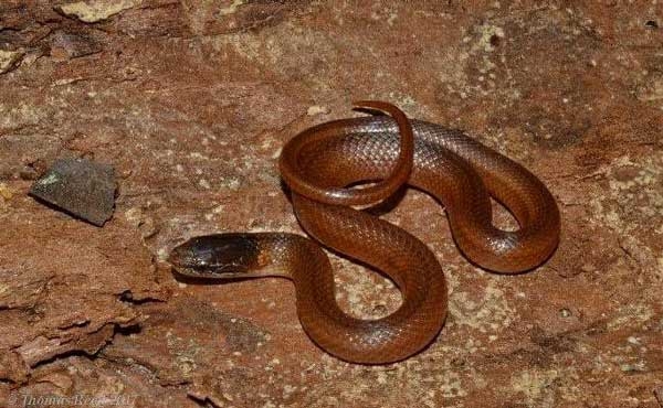 Smooth reddish brown snake with a darker head and a lighter line extending from the eye.