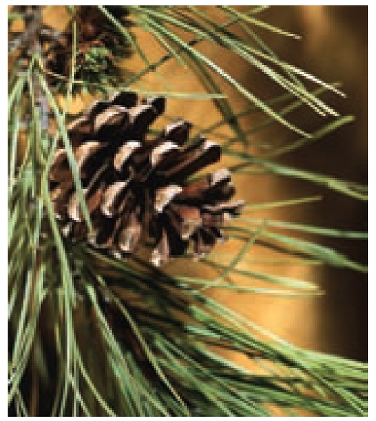 Photograph of a pine cone representing pine trees as a possible source of cellulose for ethanol production.