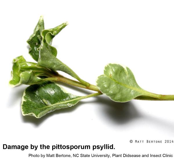Pittosporum psyllids cause puckering