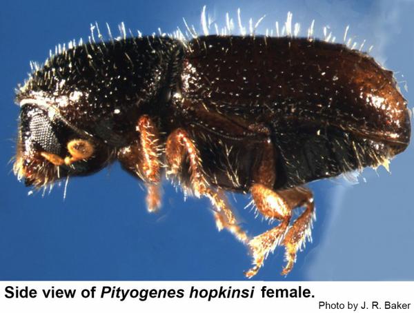 Female chestnut brown bark beetles lack spines on the rear.