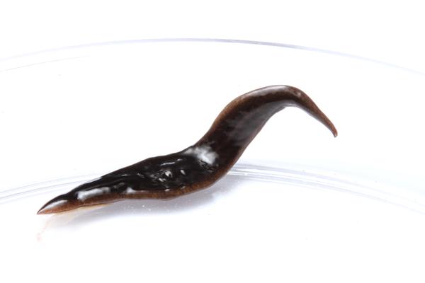 A long dark flatworm suspected to be Obama nungara.
