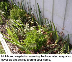 Figure 6. Mulch and vegetation covering the foundation may also