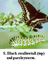 Figure S. Black swallowtail (top) and parsleyworm.