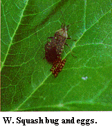Figure W. Squash bug and eggs.