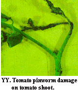 Figure YY. Tomato pinworm damage on tomato shoot.
